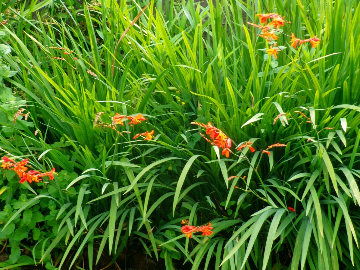 KODAK Digital Still Camera