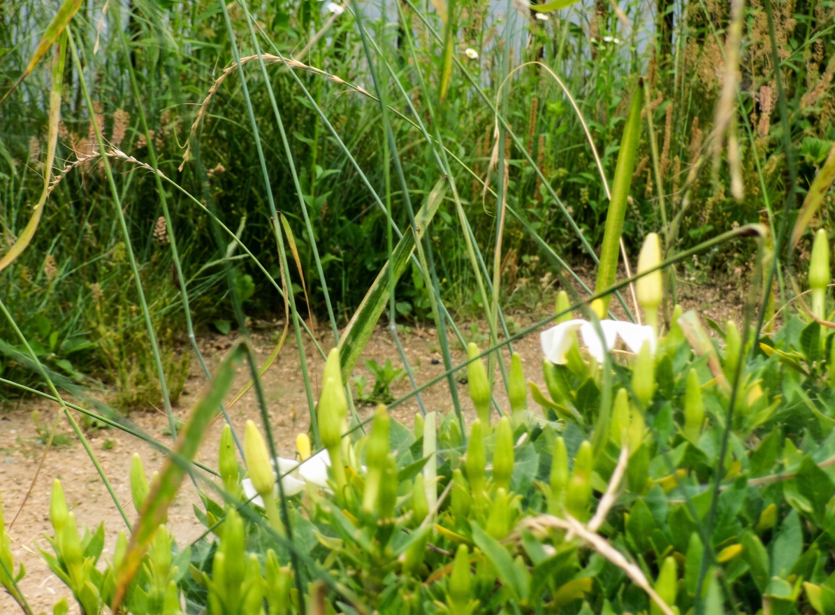 KODAK Digital Still Camera